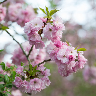 Flowering tree