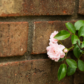 Rose Against Bricks